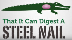 2D Infographic Educational Advertisement & Explainer On Animal Facts